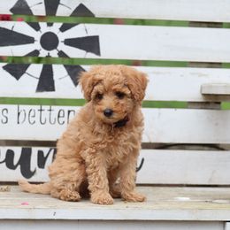 Pembroke Welsh Corgi and Poodle Puppies from Corgi Companions (license number 18998)