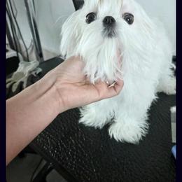 Maltese puppies from Maltese & poodle Lovers