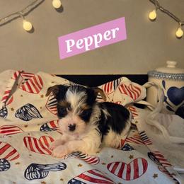 Pepper - Parti female Yorkshire Terrier puppy in Clarksburg, Indiana from Hidden Gems Parti Yorkies