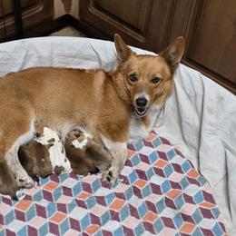 Boy 1 (Piebald) - Red male Pembroke Welsh Corgi puppy in Middleburg, Florida from Mulkeys Little Corgis