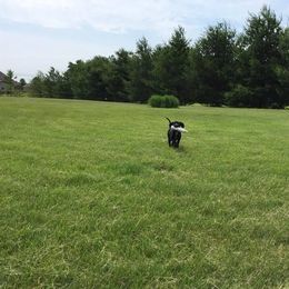 Labrador Retriever Puppies from Harvest Moon Farm