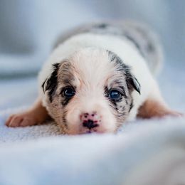 Border Collie Puppies from Zahara Border Collies