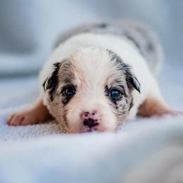 Border Collie Puppies from Zahara Border Collies