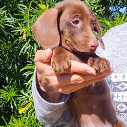 Charlie - Chocolate male Dachshund puppy in Phoenix, Arizona from AZ's Prestigious Miniature Dachshunds