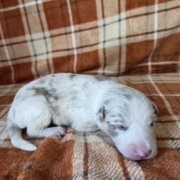 Echo - Lilac merle female Border Collie puppy in Gary, Indiana from Lake Ridge Border Collies