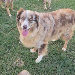 Skeeter - Red merle female Australian Shepherd puppy in Crossville, Alabama from Bluff View Aussies