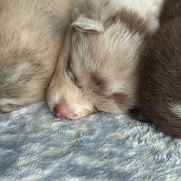 Lincoln - Merle male Pomsky puppy in Doon, Iowa from Luxury Pomsky