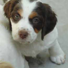 Brittany Puppies from Alar Brittanys
