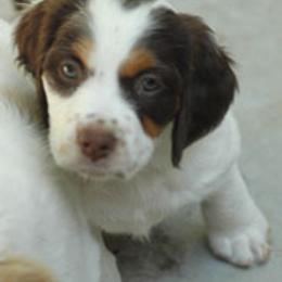 Brittany Puppies from Alar Brittanys