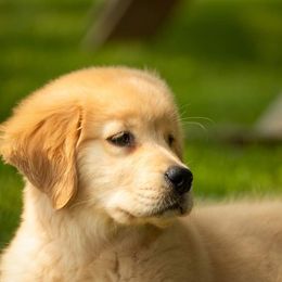 Golden Retriever Puppies from Sheaman Farm