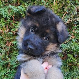 Male A - Black and red male German Shepherd puppy in Chehalis, Washington from Tannhauser German Shepherds