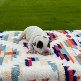 Purple - Blue speckled female Australian Cattle Dog puppy in Spokane, Washington from 4D Cattle Dogs