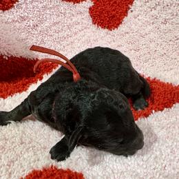 Red - Phantom female Poodle puppy in Simms, Texas from Donna’s Aussies & Pink Heart Poodles