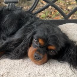 Cavalier King Charles Spaniels from Wild Wishes Cavaliers