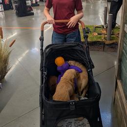 MALE - your puppy will be temperament matched to you - Dark golden male Golden Retriever puppy in Yuba City, California from Family Loved Golden Retrievers