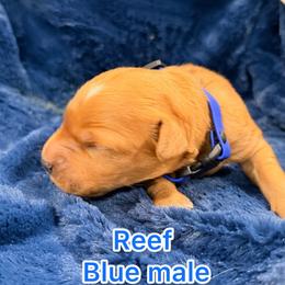 Blue - Dark golden male Golden Retriever puppy in Salt Lake City, Utah from Soaring golden retrievers