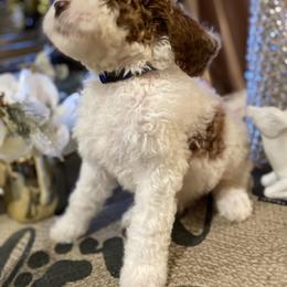 Cavapoo and Poodle Puppies from Sac-Town Poodles and Doodles