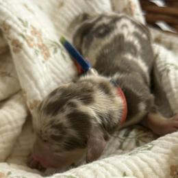 CKC Pearl - Dapple female Dachshund puppy in Hartsville, Tennessee from B+B Co Miniature Dachshunds