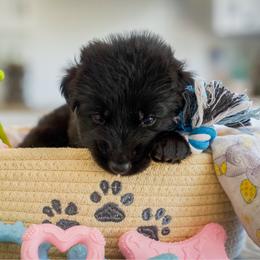 Onyx - Black male German Shepherd puppy in Windsor, South Carolina from Sinister Shepherds