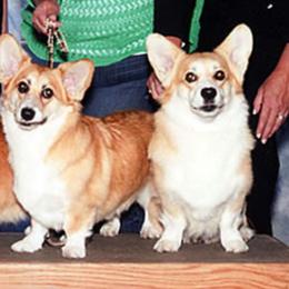 Pembroke Welsh Corgis from Cefin Corgis