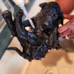 Goldendoodle Puppies from Lucky's Doodlez