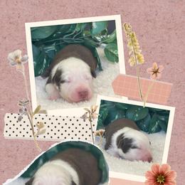 Dante - Red tri-color male Australian Shepherd puppy in Marshall, Virginia from Greywood Farm Aussies