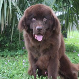 Titan - Newfoundland