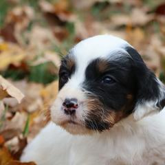 Border Collie, English Setter, and Miniature American Shepherd Puppies from First Harmony Farms