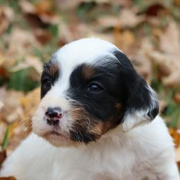 Border Collie, English Setter, and Miniature American Shepherd Puppies from First Harmony Farms