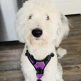 Koda - Sheepadoodle