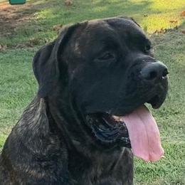 Raven - Mastiff