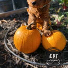 Goldendoodle Puppies from BasilBella’s Doodles