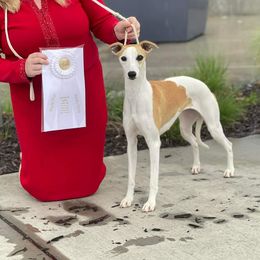 Jill - Whippet