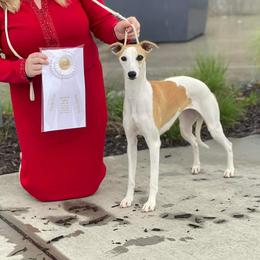 Jill - Whippet