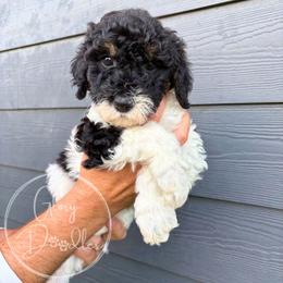 Maroon - Tri-color female Bernedoodle puppy in Rockwall, Texas from Glory Doodles