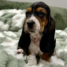 Green Collar (Copper) - Black white and brown male Basset Hound puppy in Logan, Utah from Cache Valley Bassets