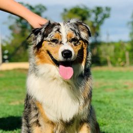 Jessie - Australian Shepherd