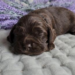 AKC Geillis Duncan - Sable female Cocker Spaniel puppy in Morristown, Tennessee from Down in the Holler