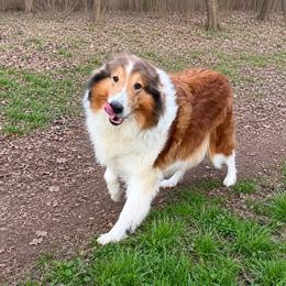 Monarch - Collie