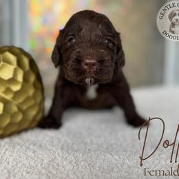Dolly - Brown and white female Bernedoodle puppy in Fort Pierce, Florida from Gentle Giants Doodle Co.