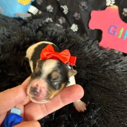 Girl 2 (2500) - Parti female Yorkshire Terrier puppy in Douglas, Georgia from Southern Georgia Yorkies and biewers