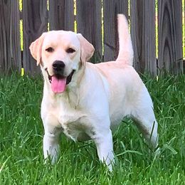 Jaspyr - Labrador Retriever