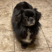Cricket - Tibetan Spaniel