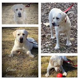 Luna - Labrador Retriever