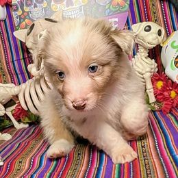 Bella - Red merle female Australian Shepherd puppy in Arlington, Texas from Firelight Australian Shepherds