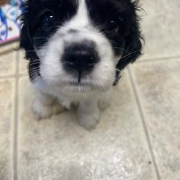 Black and white - Brown and white male Cocker Spaniel puppy in Wahiawa, Hawaii from Versatile Ohana