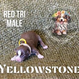 Yellowstone - Red tri-color male Miniature American Shepherd puppy in Ferndale, California from Lost Coast Aussies