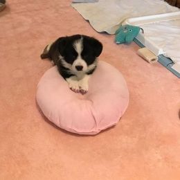 Cardigan Welsh Corgi Puppies from Stornoway Cardigan Welsh Corgis