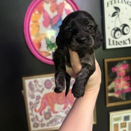 Bosh - Brindle male Dachshund puppy in Coatesville, Indiana from ADH Dachshunds