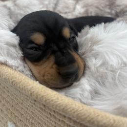 Nori - Black and cream female Dachshund puppy in Brownsville, California from Pine & Pasture Dachshunds